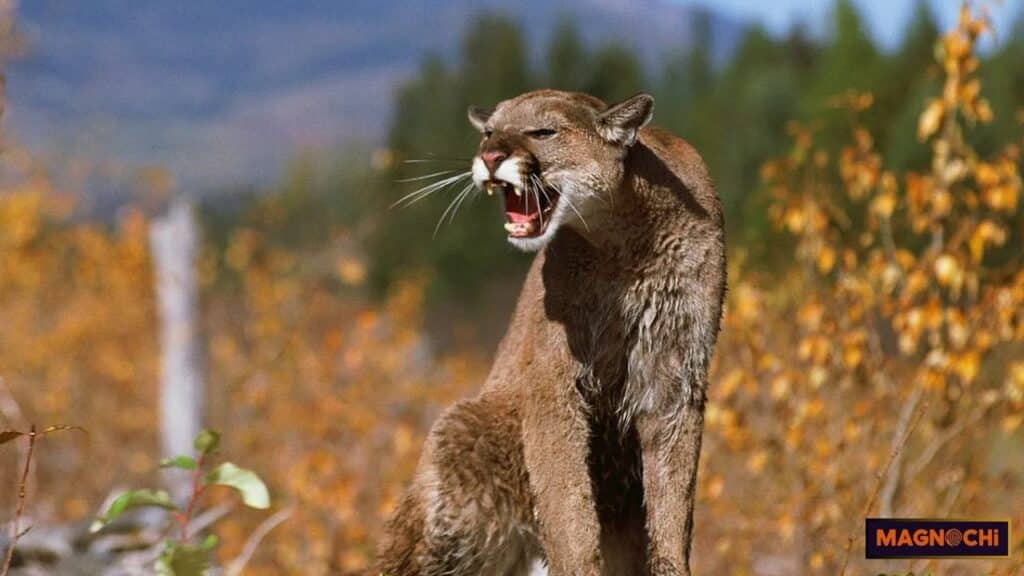 Do Cougars Attack Humans?