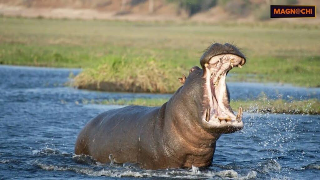 how do hippos kill humans