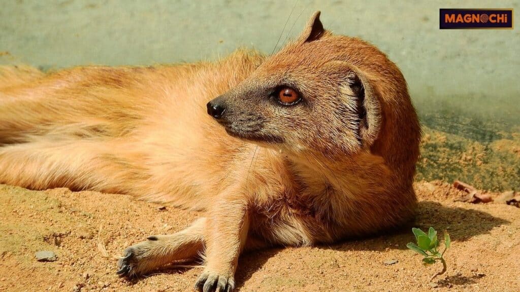 are mongoose dangerous