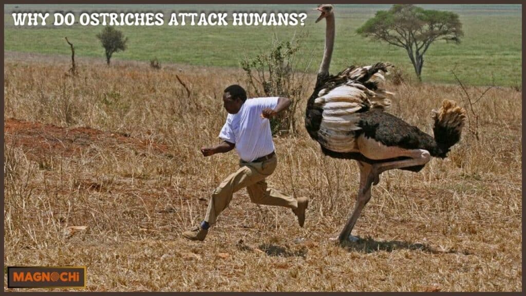 Why Do Ostriches Attack Humans?