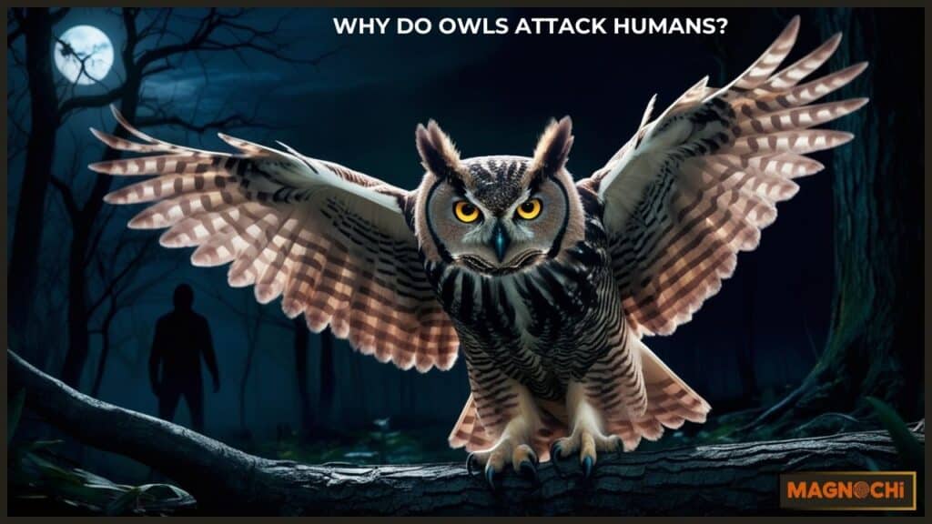 Why Do Owls Attack Humans?