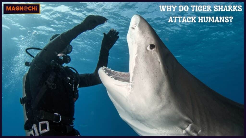 are tiger sharks aggressive