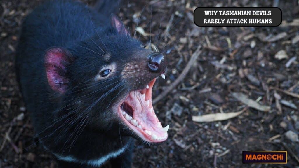 Do Tasmanian Devils Attack Humans?