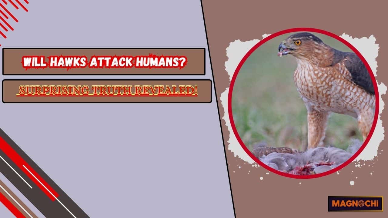 Will Hawks Attack Humans? Surprising Truth Revealed!