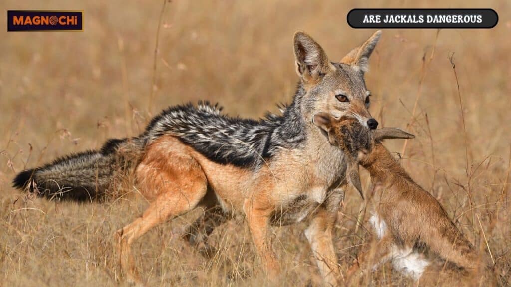 are jackals dangerous