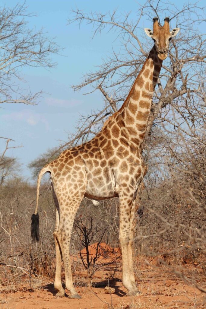 Do Giraffes Attack Humans? 