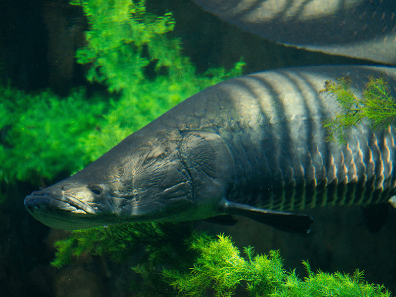 Do Arapaima Attack Humans?