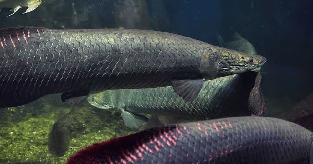 Do Arapaima Attack Humans?