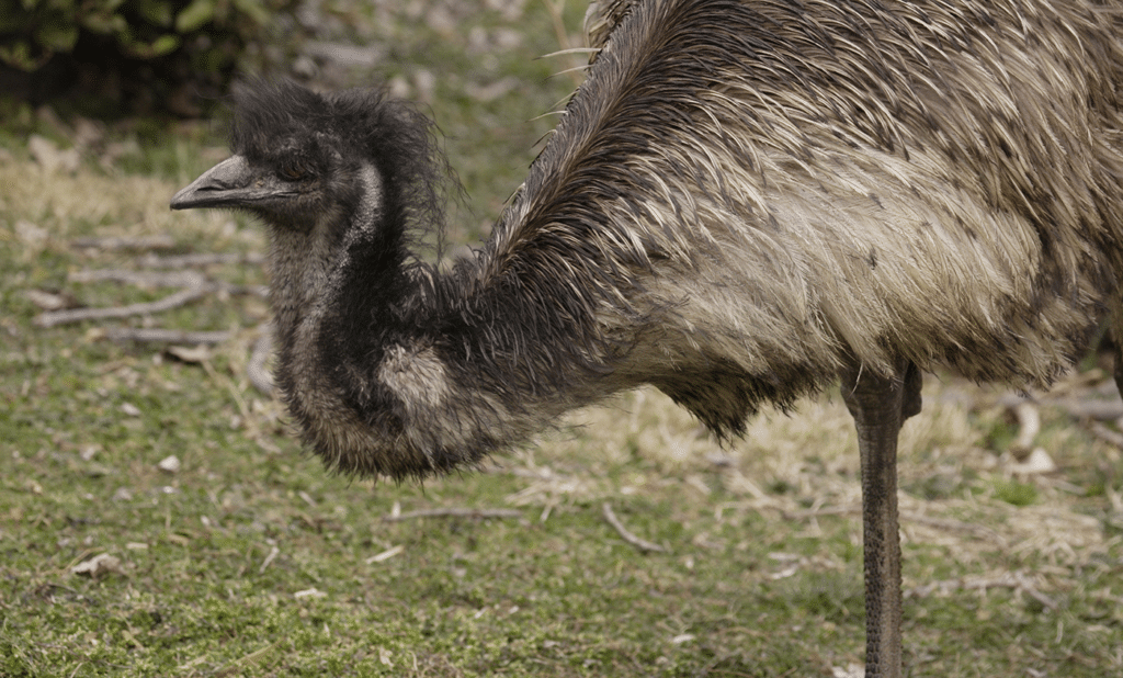 Do Emus Attack Humans?