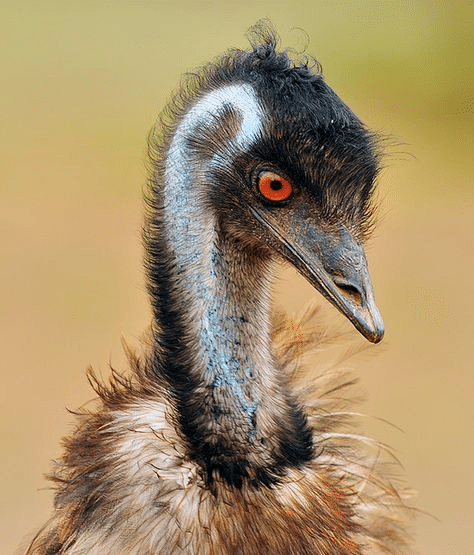 Do Emus Attack Humans? 