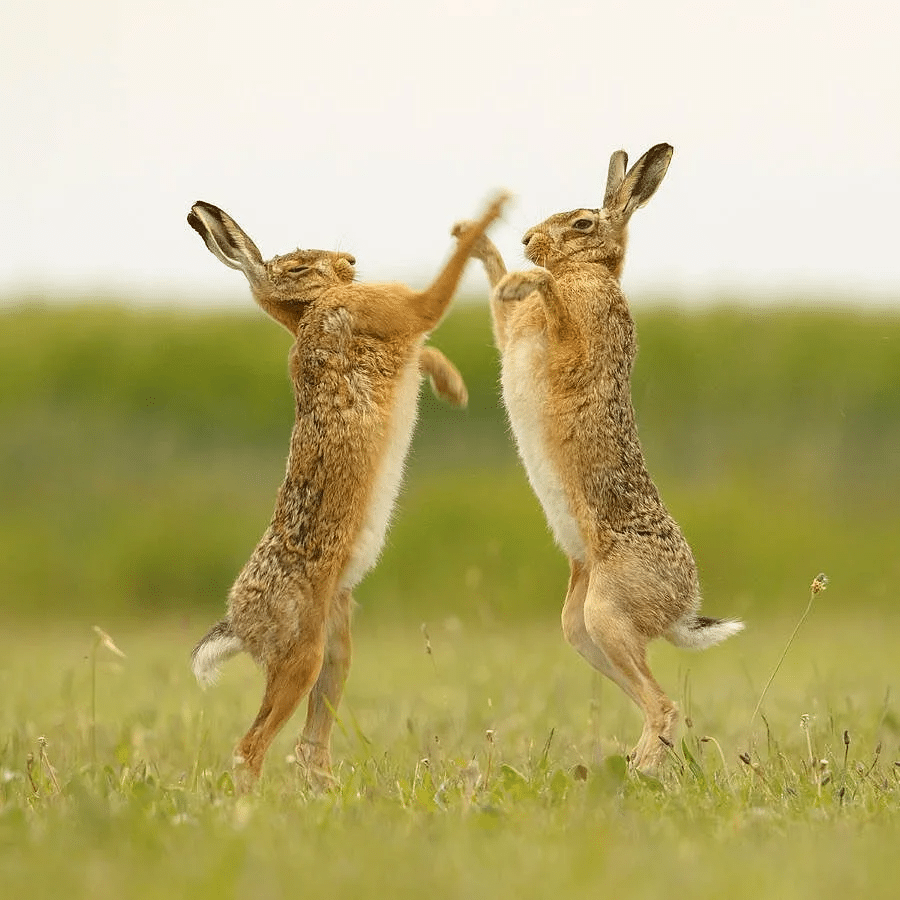 Do Jack Rabbits Attack Humans?