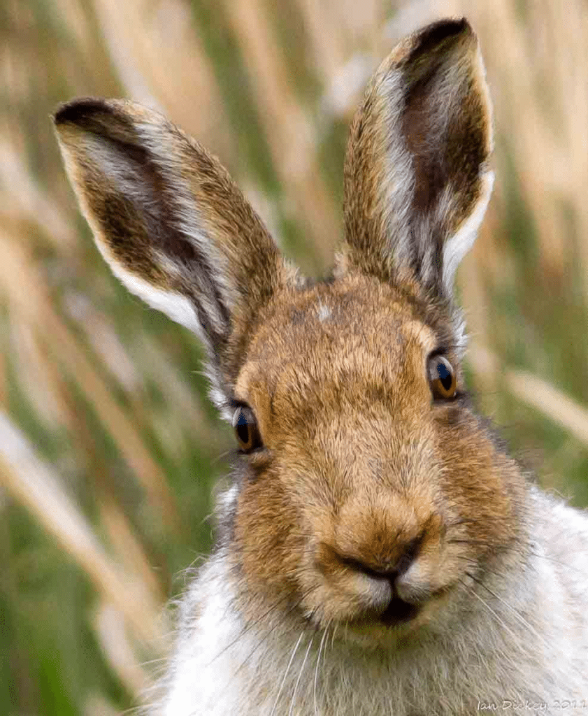 Do Jack Rabbits Attack Humans?