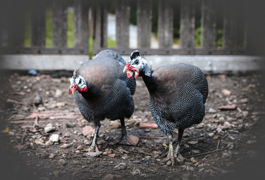 Do Guinea Fowl Attack Humans?