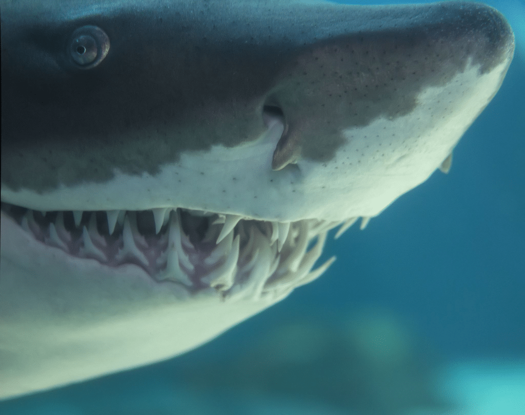 Do Mako Sharks Attack Humans?