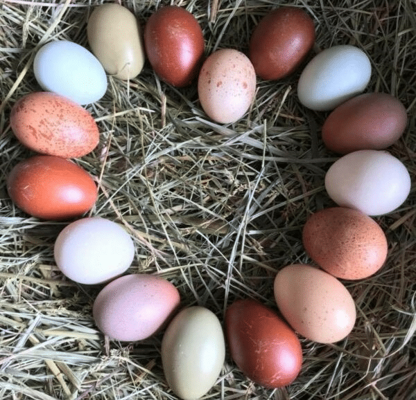 Barred Rock Chicken Breed