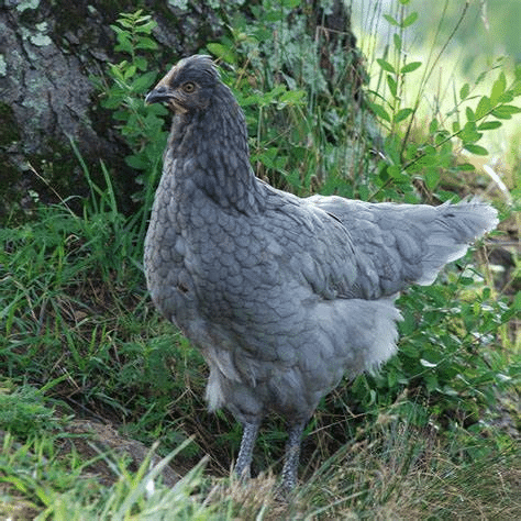 Sapphire Olive Egger Chicken Breed