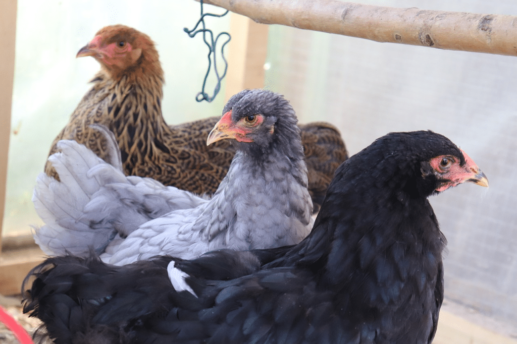 Sapphire Olive Egger Chicken Breed