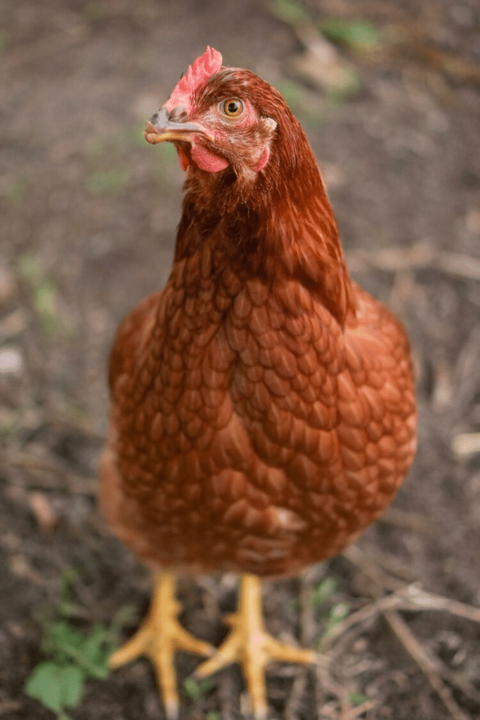 ISA Brown Chicken Breed