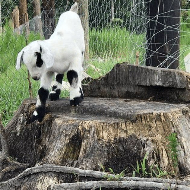 Goat Toys For Entertainment