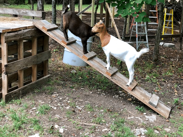 Goat Toys For Enrichment