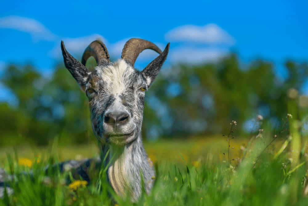 Wether Goat