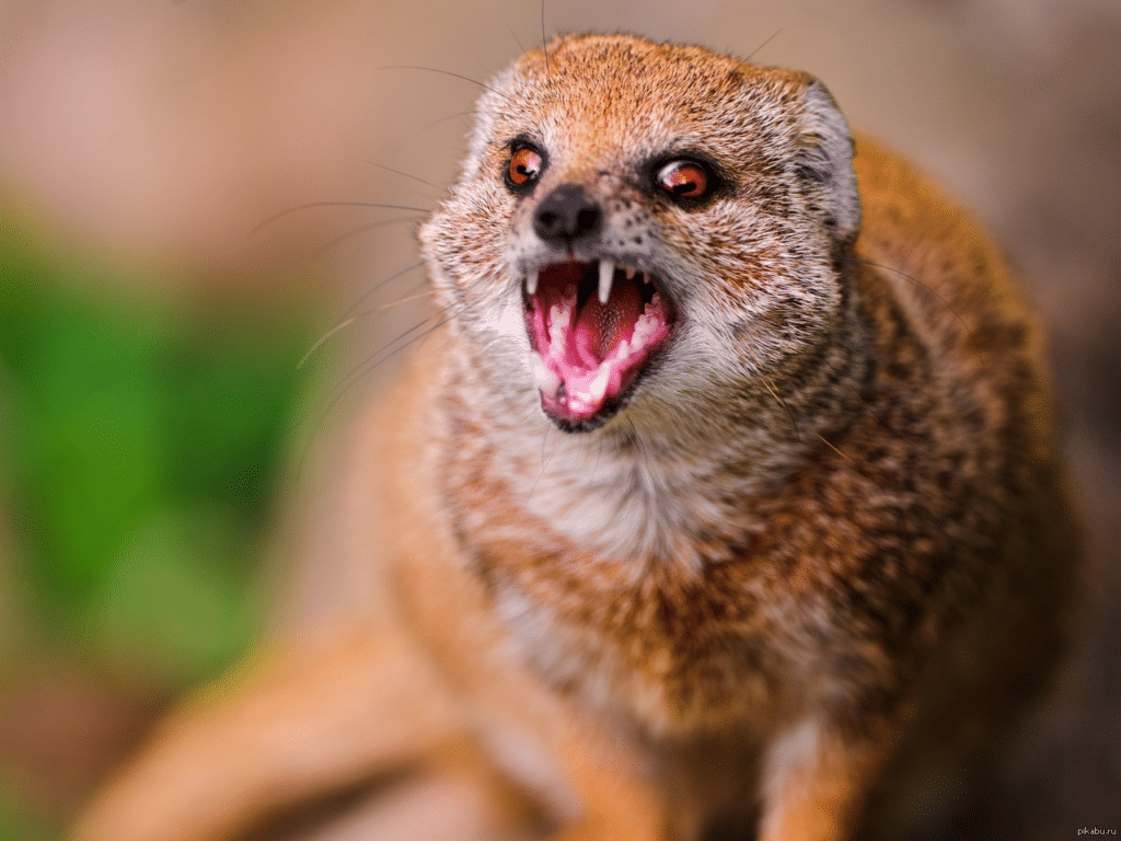 Do Mongooses Attack Humans?