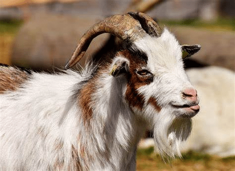 Billy Goat