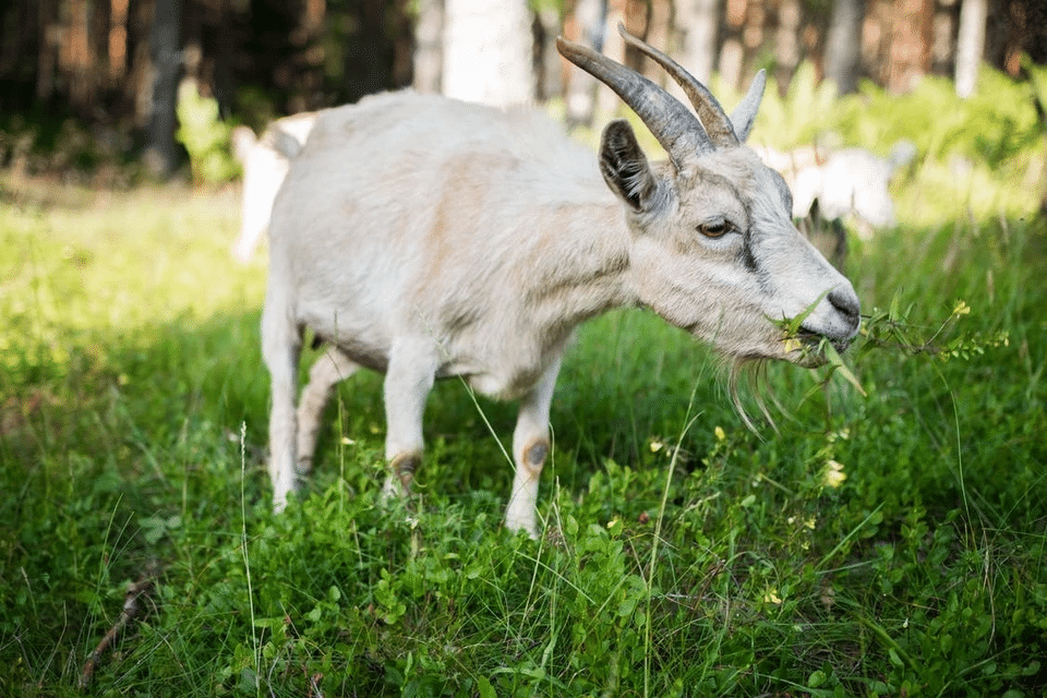 Doeling Goat