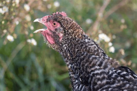 Cuckoo Maran Chicken Breed