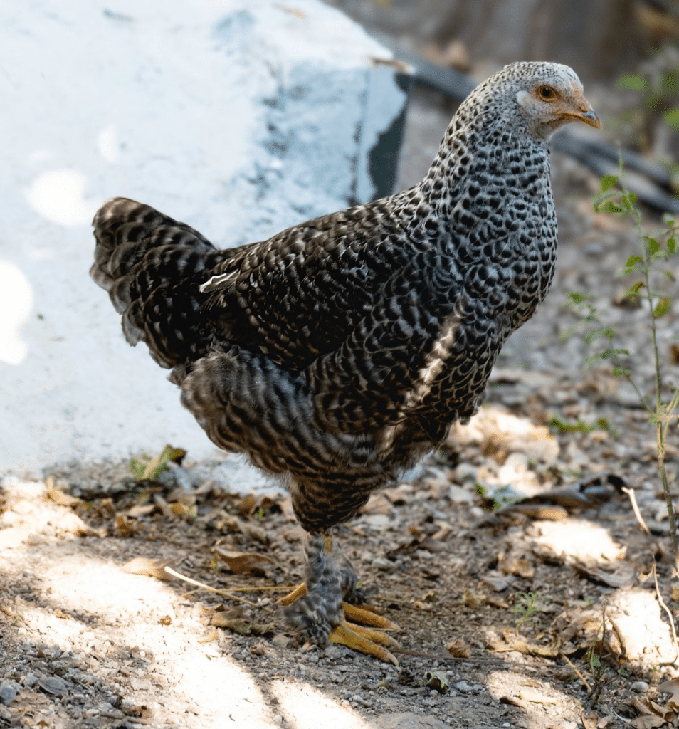 Cuckoo Maran Chicken Breed