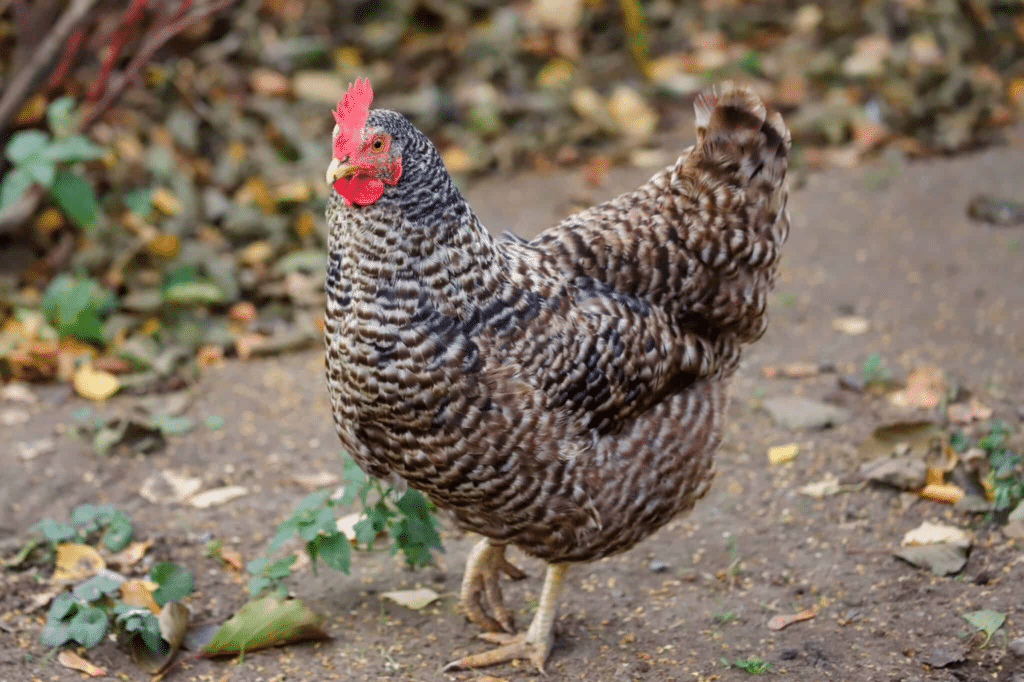 Cuckoo Maran Chicken Breed