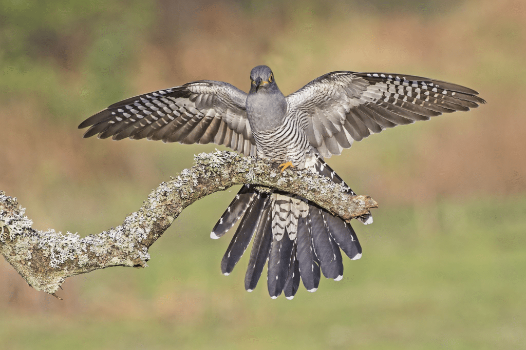 Do Hawks Attack Humans?