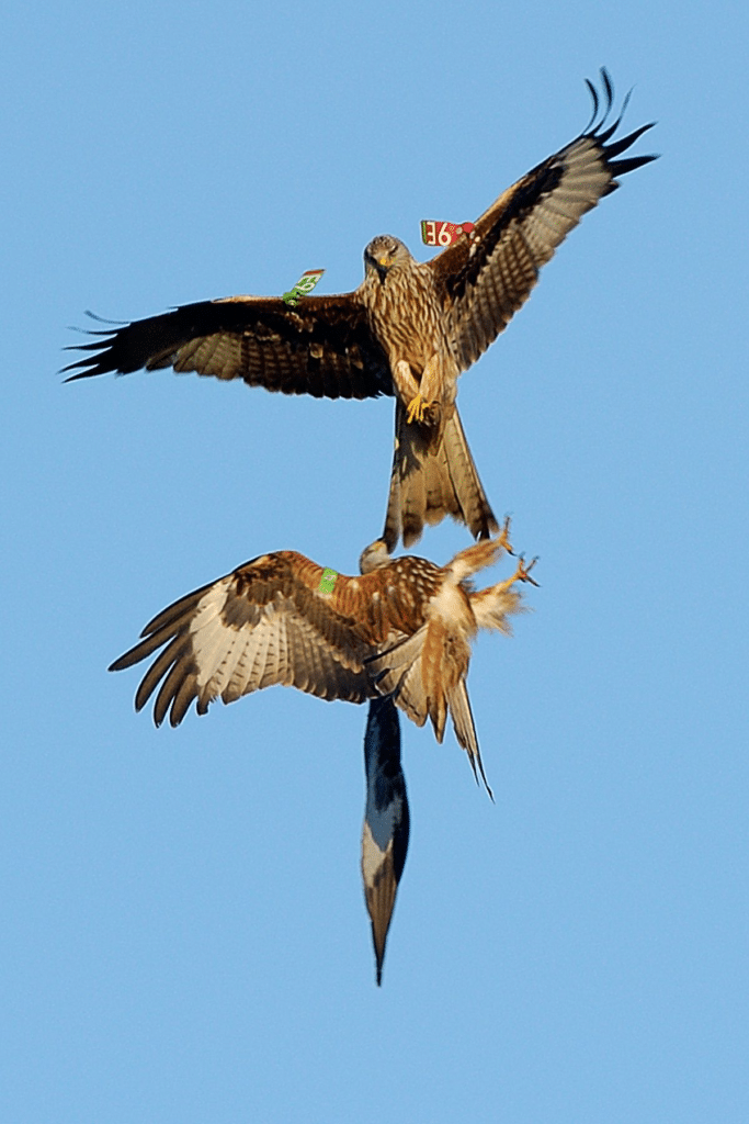 Are Hawk Attacks on Humans Common?