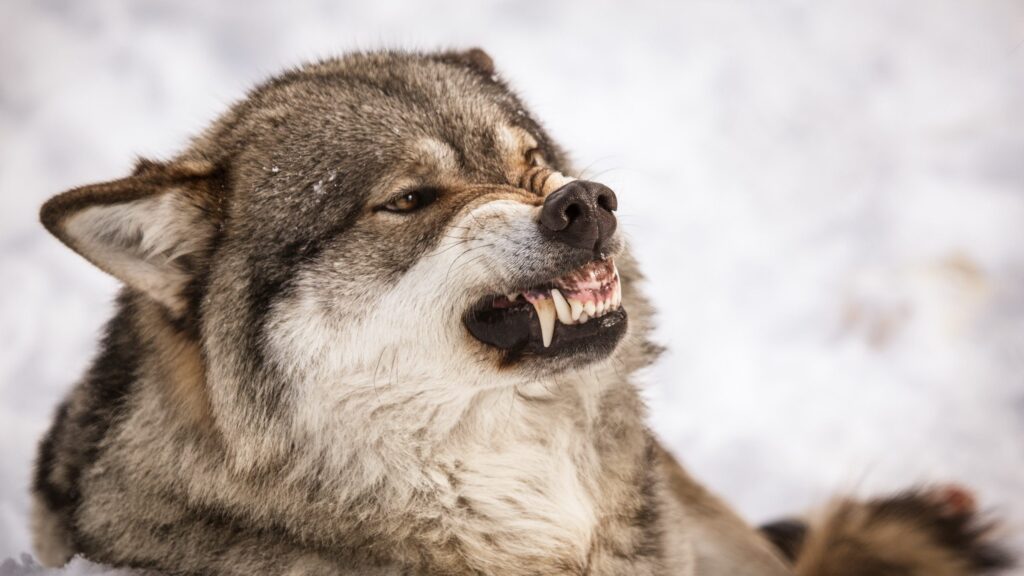 Do Grey Wolves Attack Humans?